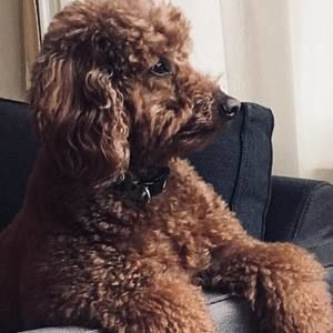 Meet your Posher, Zane